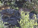 Cabra montesa - Capra pyrenaica. Los Cañones - Jaén