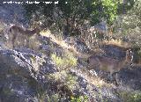 Cabra montesa - Capra pyrenaica. Los Cañones - Jaén