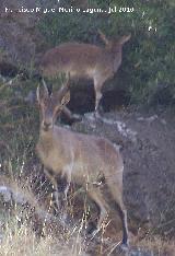 Cabra montesa - Capra pyrenaica. Los Cañones - Jaén