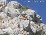 Cabra montesa - Capra pyrenaica. Peñas de Castro - Jaén