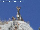 Cabra montesa - Capra pyrenaica. Peñas de Castro - Jaén