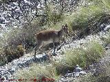 Cabra montesa - Capra pyrenaica. La Dehesa - Albanchez de Mágina