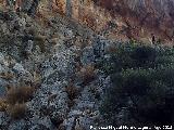 Cabra montesa - Capra pyrenaica. La Llana - Jaén
