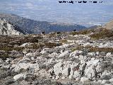 Cabra montesa - Capra pyrenaica. Mágina - Huelma