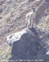 Cabra montesa - Capra pyrenaica. Valdepeñas