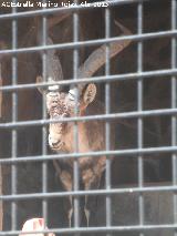 Cabra montesa - Capra pyrenaica. Zoo de Córdoba