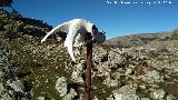 Cráneo. Lomas de Carboneros - Valdepeñas de Jaén Cabra montesa - Capra pyrenaica. Cráneo. Lomas de Carboneros - Valdepeñas de Jaén