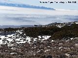 Cabra montesa - Capra pyrenaica. Mágina - Huelma