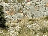 Cabra montesa - Capra pyrenaica. Cerro de los Morteros - Jaén