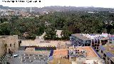 Palmeral de Elche. Desde la Basílica de Santa María