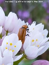La Veleta - Los Villares Escarabajo coracero - Rhagonycha fulva. La Veleta - Los Villares