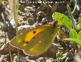 Mariposa canario azufrado - Colia hyale. Los Cañones. Jaén