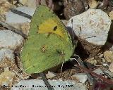 Mariposa canario azufrado - Colia hyale. Los Cañones. Jaén