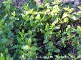 Menta acuatica - Mentha sativa. Córdoba