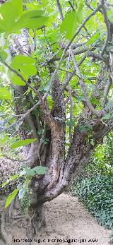 Jaén Higuera - Ficus carica. Jaén