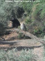 Pájaro Ruiseñor bastardo - Cettia cetti. Arroyo de las Cañadas - Navas de San Juan