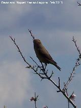 Pájaro Ruiseñor bastardo - Cettia cetti. Moclín