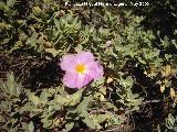 Jara blanca - Cistus albidus. Cañada de las Hazadillas. Jaén