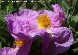 Jara blanca - Cistus albidus. Jaén