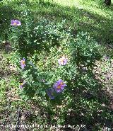 Jara blanca - Cistus albidus. Jaén