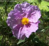 Jara blanca - Cistus albidus. Jaén