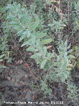 Jara blanca - Cistus albidus. Bailén