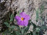 Jara blanca - Cistus albidus. Cruz de la Chimba - Jaén