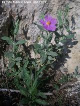 Jara blanca - Cistus albidus. Cruz de la Chimba - Jaén