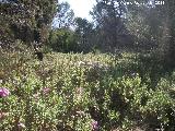 Jara blanca - Cistus albidus. Cruz de la Chimba - Jaén