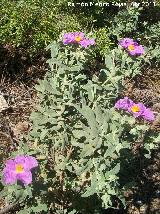 Jara blanca - Cistus albidus. Cruz de la Chimba - Jaén