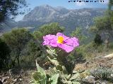 Jara blanca - Cistus albidus. Cruz de la Chimba - Jaén