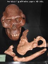 Australopithecus afarensis. Lucy. Hadar - Etiopía