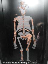 Australopithecus afarensis. Lucy. Hadar - Etiopía