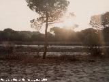 Ocaso. Coto de Doñana