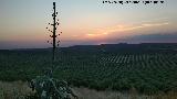 Ocaso. Aldea Torreálcázar - Torredonjimeno