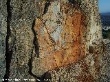 Pinturas rupestres de la Peña del Gorrión VII. Pinturas rupestres