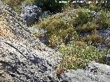 Pinturas rupestres de la Peña del Gorrión VII. Altura