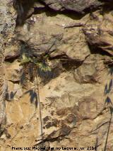 Pinturas rupestres de la Pe�a del Gorri�n IV. Antropomorfos