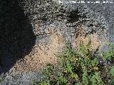 Pinturas rupestres de la Peña del Gorrión VIII. Abrigo