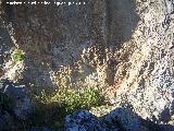 Pinturas rupestres de la Peña del Gorrión I. 