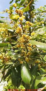 Laurel - Laurus nobilis. Flores. Navas de San Juan