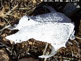 Conejo - Oryctolagus cuniculus. Cráneo. La Pedriza - Pegalajar