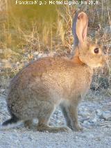 Conejo - Oryctolagus cuniculus. Torre de Alcázar - Torredonjimeno
