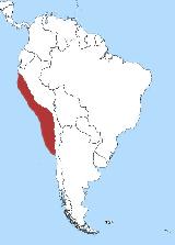 Pájaro Pingüino de Humboldt - Spheniscus humboldti. Distribución