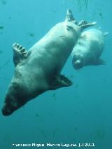 León marino - Otaria flavescens. Valencia