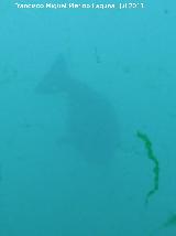 León marino - Otaria flavescens. Valencia