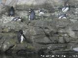 Pájaro Pingüino papúa - Pygoscelis papua. Valencia