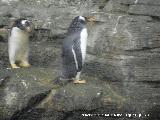 Pájaro Pingüino papúa - Pygoscelis papua. Valencia