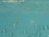 Pez sargento mayor - Abudefduf saxatilis. Nadando junto a Peces pirámide. Maldivas