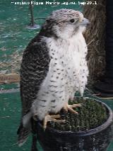 Pájaro Halcón gerifalte - Falco rusticolus. Jaén
